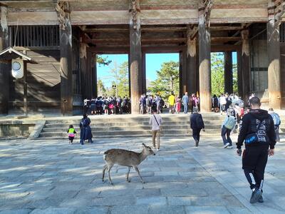 奈良公園