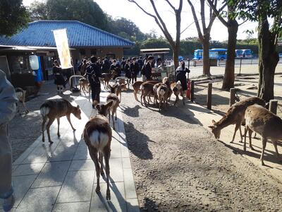 鹿とのふれあい