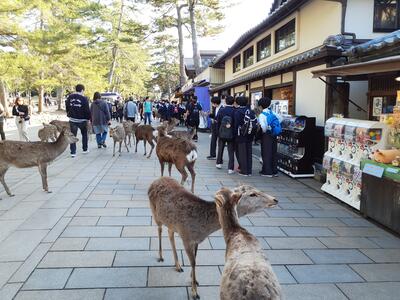 奈良公園、おみやげ物色中