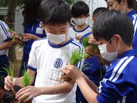 田植え①