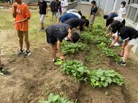 さつまいものうねの雑草取り